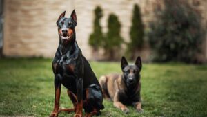 10 Dog Breeds That Refuse To Let Strangers Near Their Dying Owner