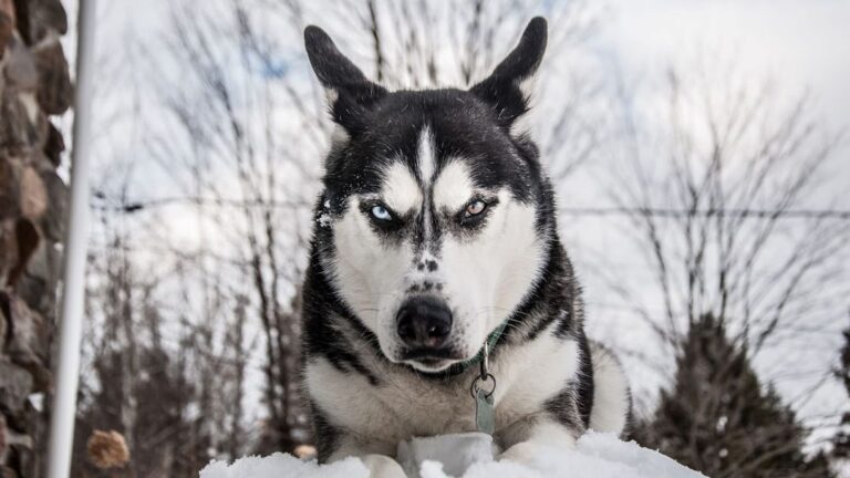 12 Subtle Ways Your Dog Warns You When Someone in Your Home Can't Be Trusted