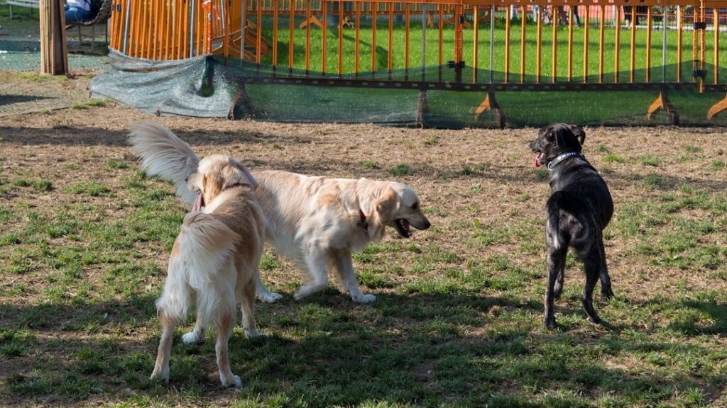 Which Dog Breed Needs You Most Based on Your Myers-Briggs Personality Type