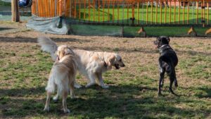 Which Dog Breed Needs You Most Based on Your Myers-Briggs Personality Type