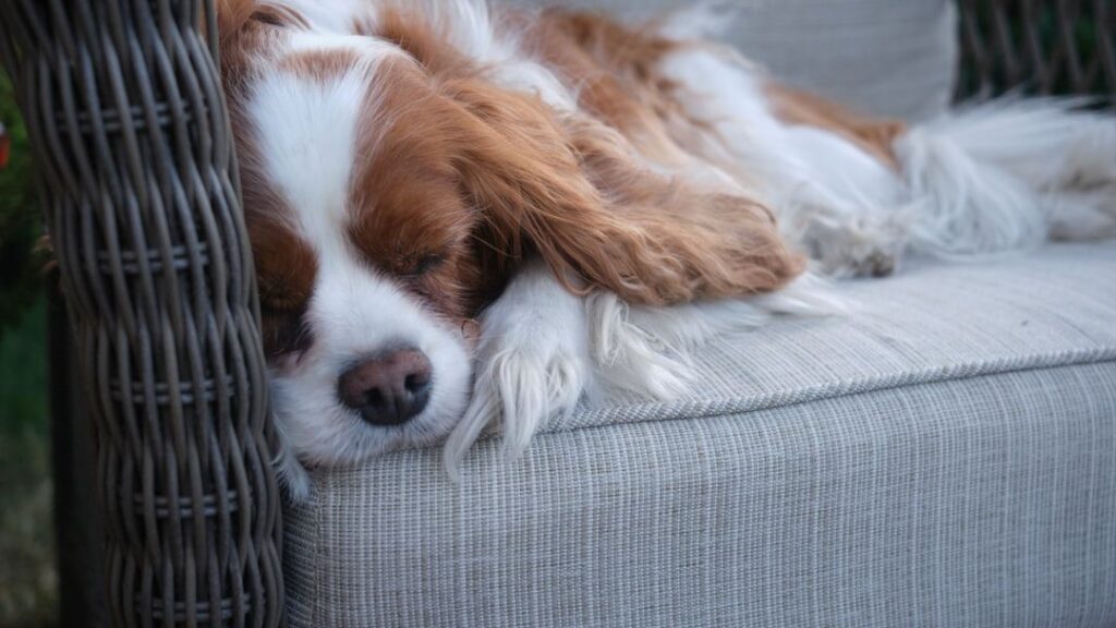 10 Dog Behaviors That Mean They're Saying Goodbye (And You Didn't Realize It)