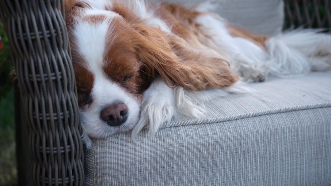 10 Dog Behaviors That Mean They're Saying Goodbye (And You Didn't Realize It)