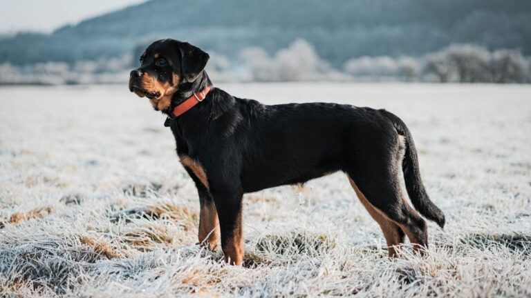 8 Large Dog Breeds That Will Physically Protect Your Family No Matter What