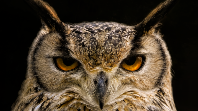 Which Wild Animal Protects You According to Your Zodiac Sign