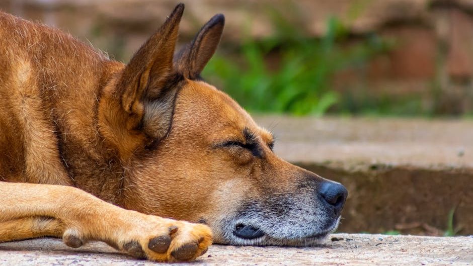7 Things Your Dog Does in Their Final Week That Most Owners Miss Completely