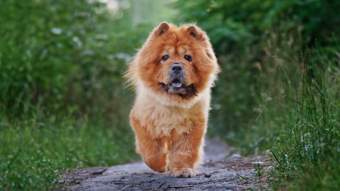 Which Dog Breed Matches Your Personality According to Your Myers-Briggs Type