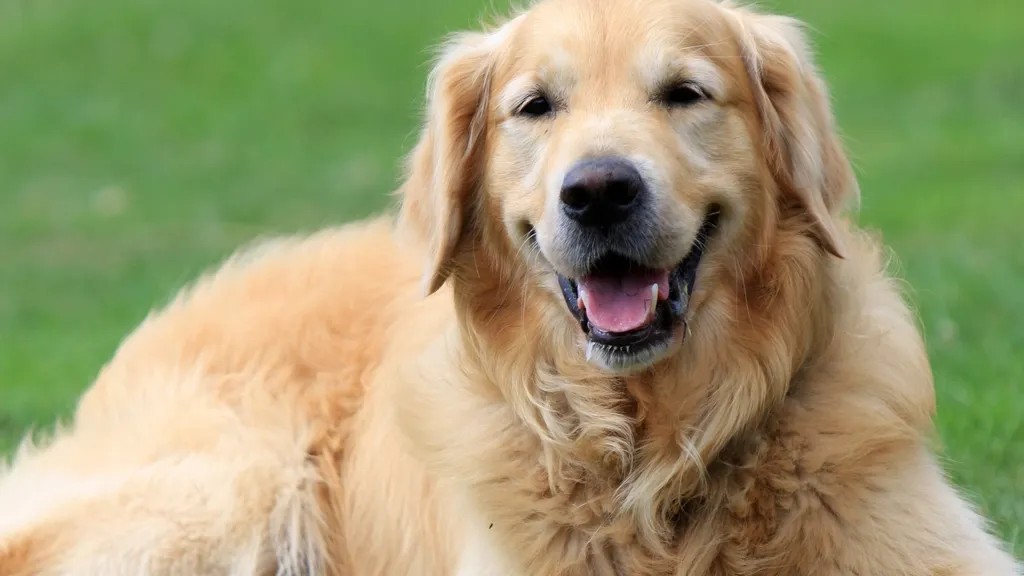 10 Dog Breeds That Literally Cannot Survive Without Daily Human Touch