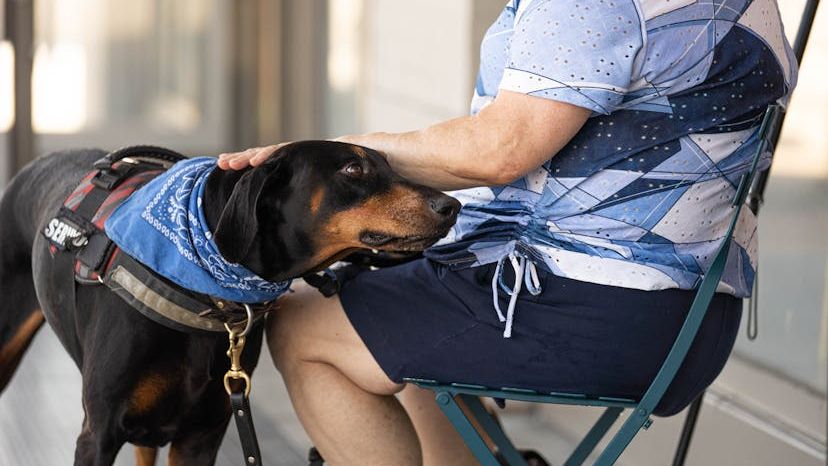 What Rescue Dogs Remember From Their Past Lives (According to Animal Behaviorists)