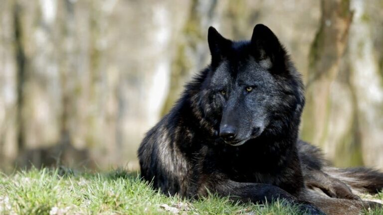 Which Type of Wolf Breed Matches Your Zodiac Sign's Survival Nature