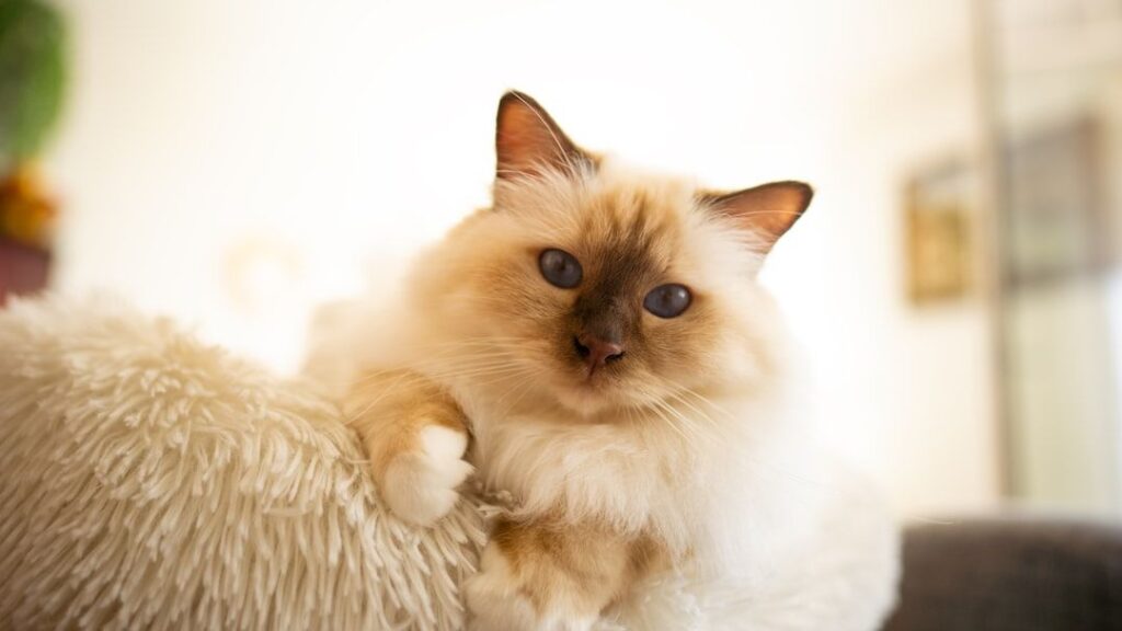 10 Calm Cats That Perfectly Match a Peaceful Retirement Lifestyle