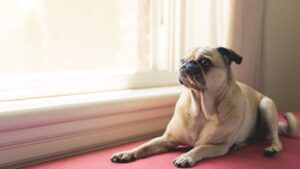 10 Low-Stress Dog Breeds Perfect for Seniors Who Value Peace and Routine
