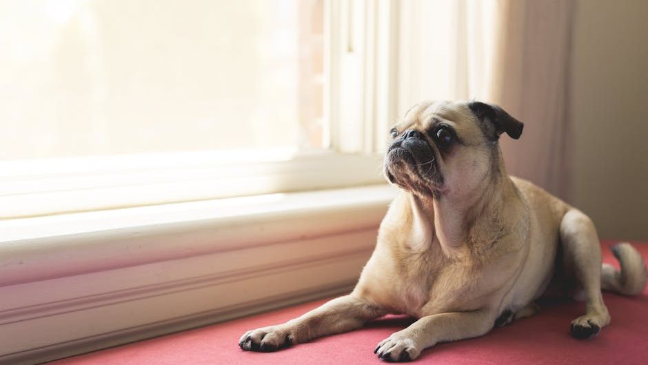 10 Low-Stress Dog Breeds Perfect for Seniors Who Value Peace and Routine