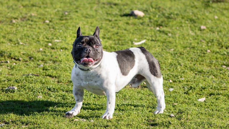 15 Friendly Dog Breeds Perfect For Seniors Over 50 (Expect Comfort Without the Chaos)