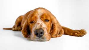 12 Things Your Dog Does in Their Final Week That You're Probably Missing