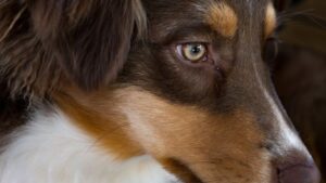 If Your Dog Stares at You While Doing This One Thing, They're Trying to Tell You Goodbye