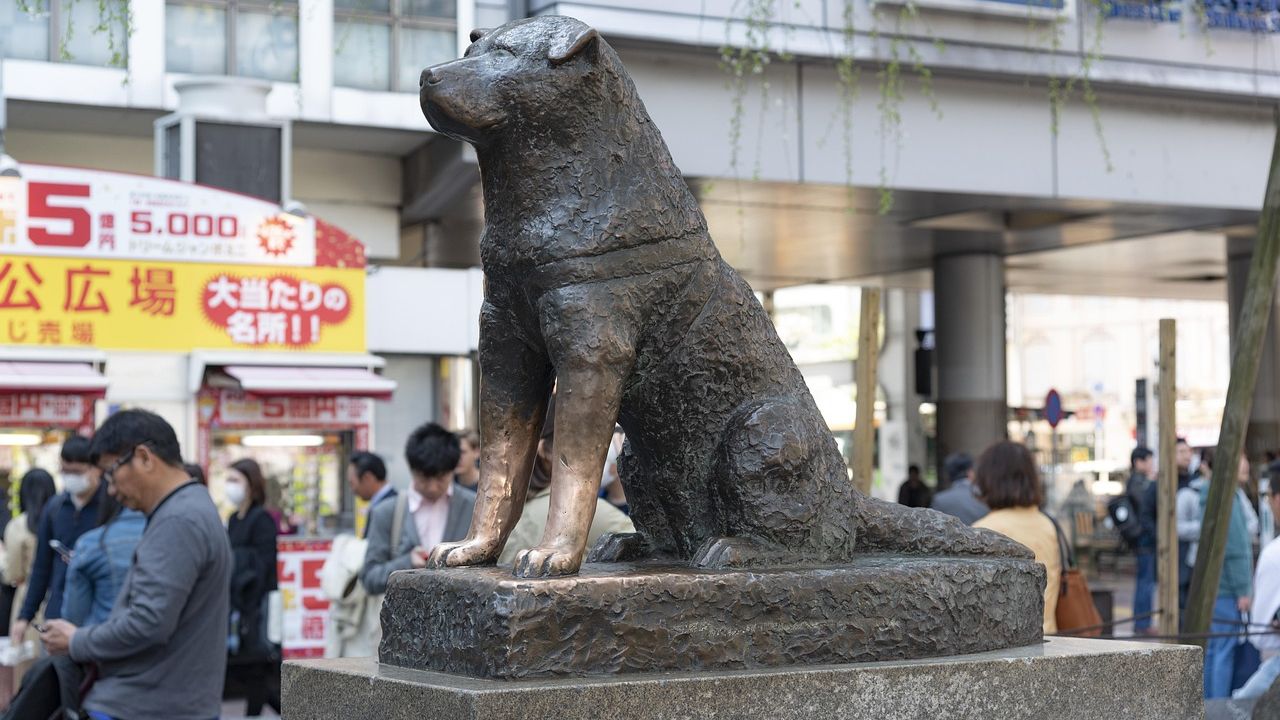 7 Dog Breeds That Refuse to Leave Their Owner's Grave (Even Years Later)