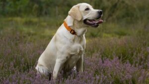10 Dog Breeds That Quietly Become Emotional Support Systems for Retirees