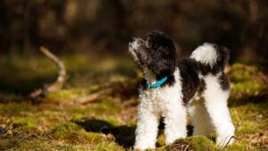 10 Calm Dog Breeds Perfect for Seniors Who Value Peace and Routine