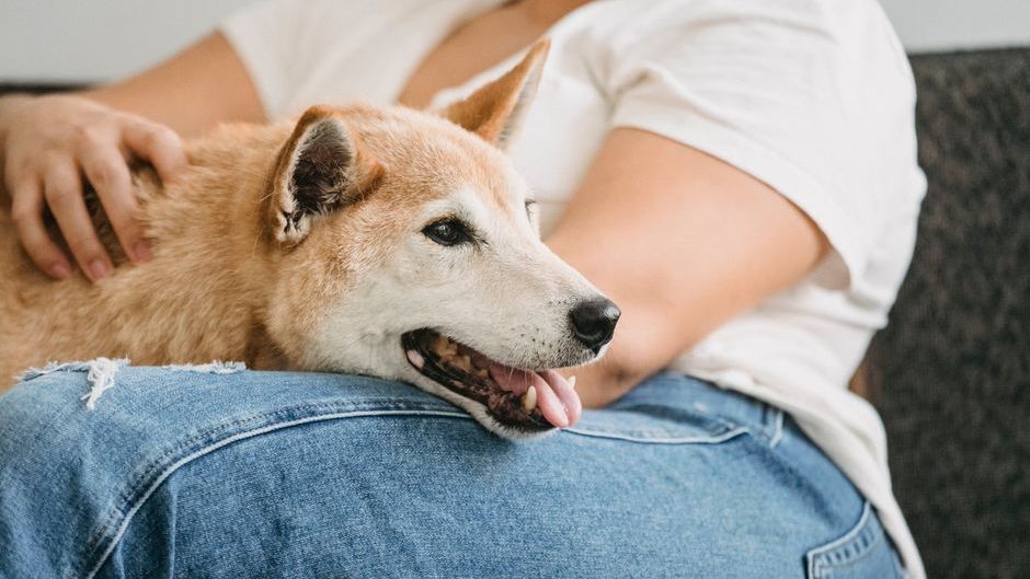 10 Emotional Ways Dogs Say Goodbye Without Making a Sound Before the Rainbow Bridge