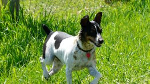 12 Affordable Dog Breeds That Bring Joy Without Constant Vet Bills