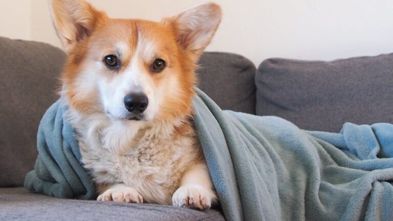 The One Blanket Color Your Dog Needs to Feel Completely Safe at Night (According to Animal Behaviorists)