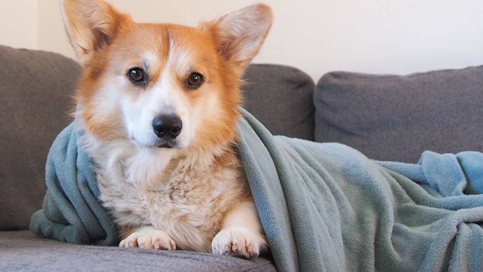 The One Blanket Color Your Dog Needs to Feel Completely Safe at Night (According to Animal Behaviorists)