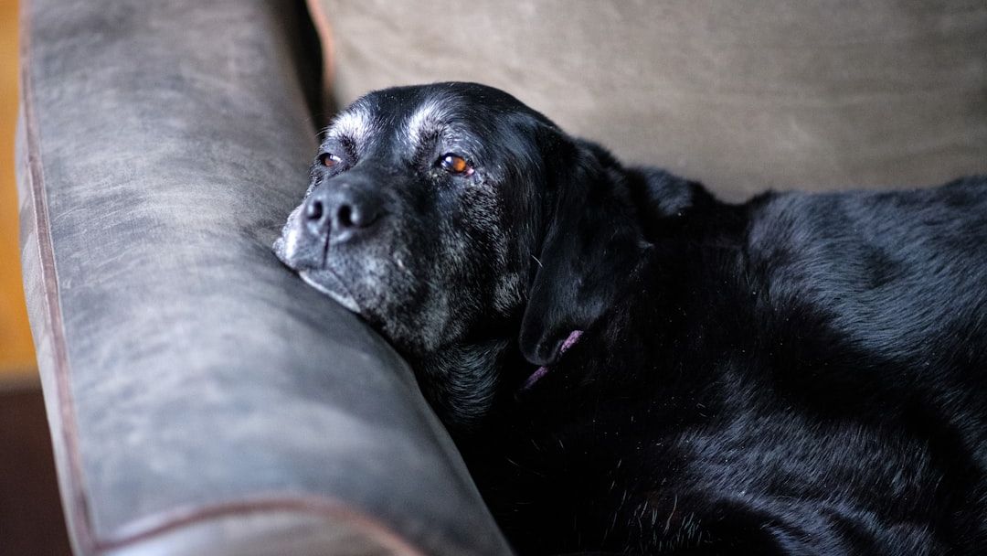 10 Things Senior Dogs Do When They're Peacefully Letting Go Before the Rainbow Bridge