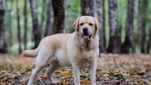 8 Dog Breeds That Experience Depression So Severe They Stop Eating When Left Alone