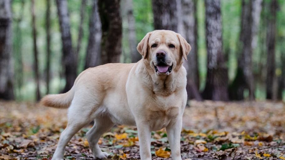 8 Dog Breeds That Experience Depression So Severe They Stop Eating When Left Alone