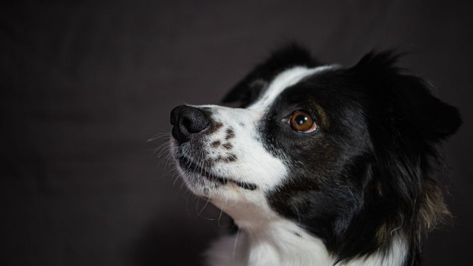 The Five Zodiac Signs Most Likely To Bond With A Border Collie