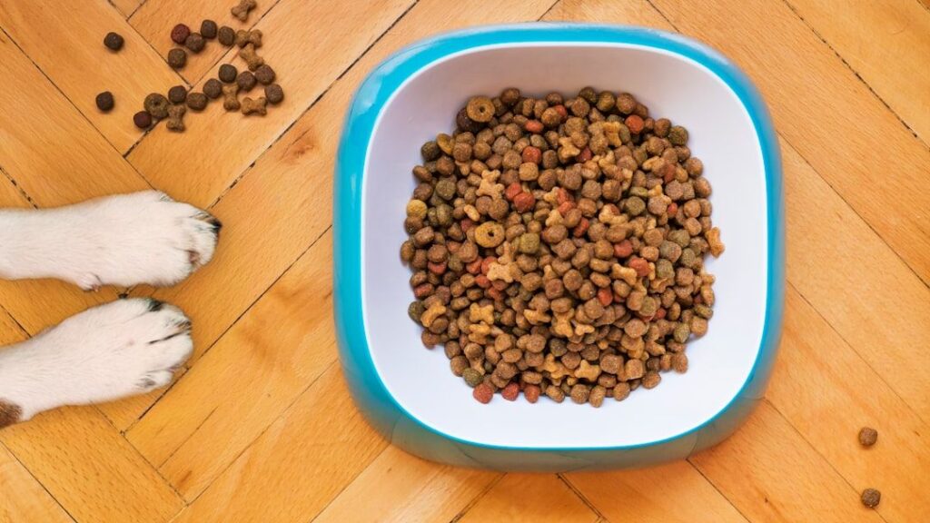 10 Warning Signs Your Dog May Have Digestive Problems