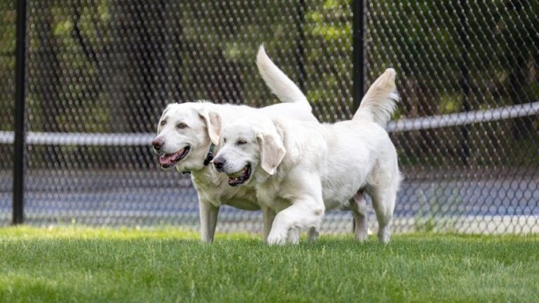 8 Psychological Reasons Why Some Humans Simply Cannot Live Without a Dog