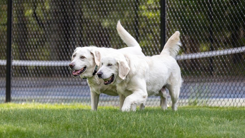 8 Psychological Reasons Why Some Humans Simply Cannot Live Without a Dog