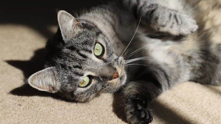 Senior Cat Discovered Emaciated Along Roadside Finds New Life and Playful Companion