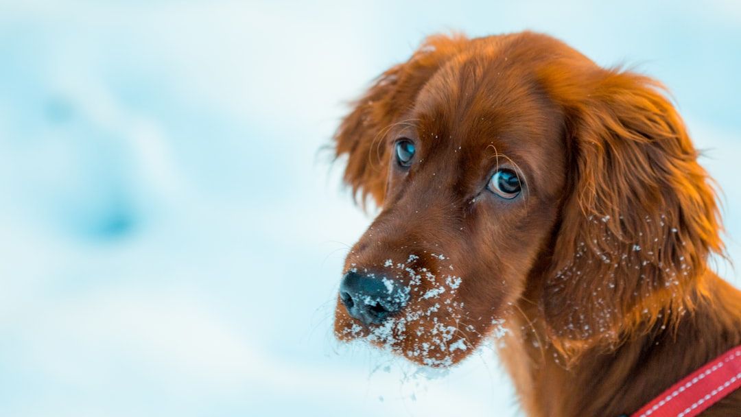 7 Silent Warnings Your Dog Gives Before They Bite Someone They Love