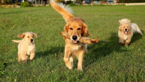 The Dog Breed Your Zodiac Sign Would Instantly Feel Safe Around