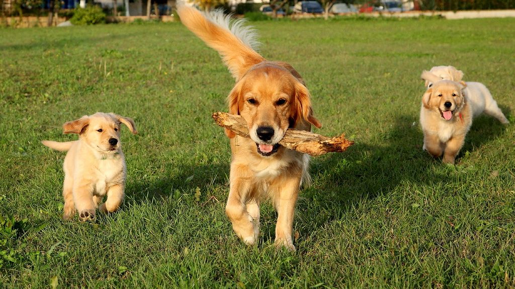 The Dog Breed Your Zodiac Sign Would Instantly Feel Safe Around