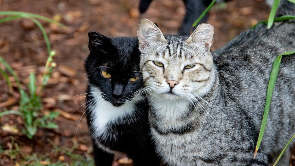 What Your Cat Does For 3 Hours After You Leave The House