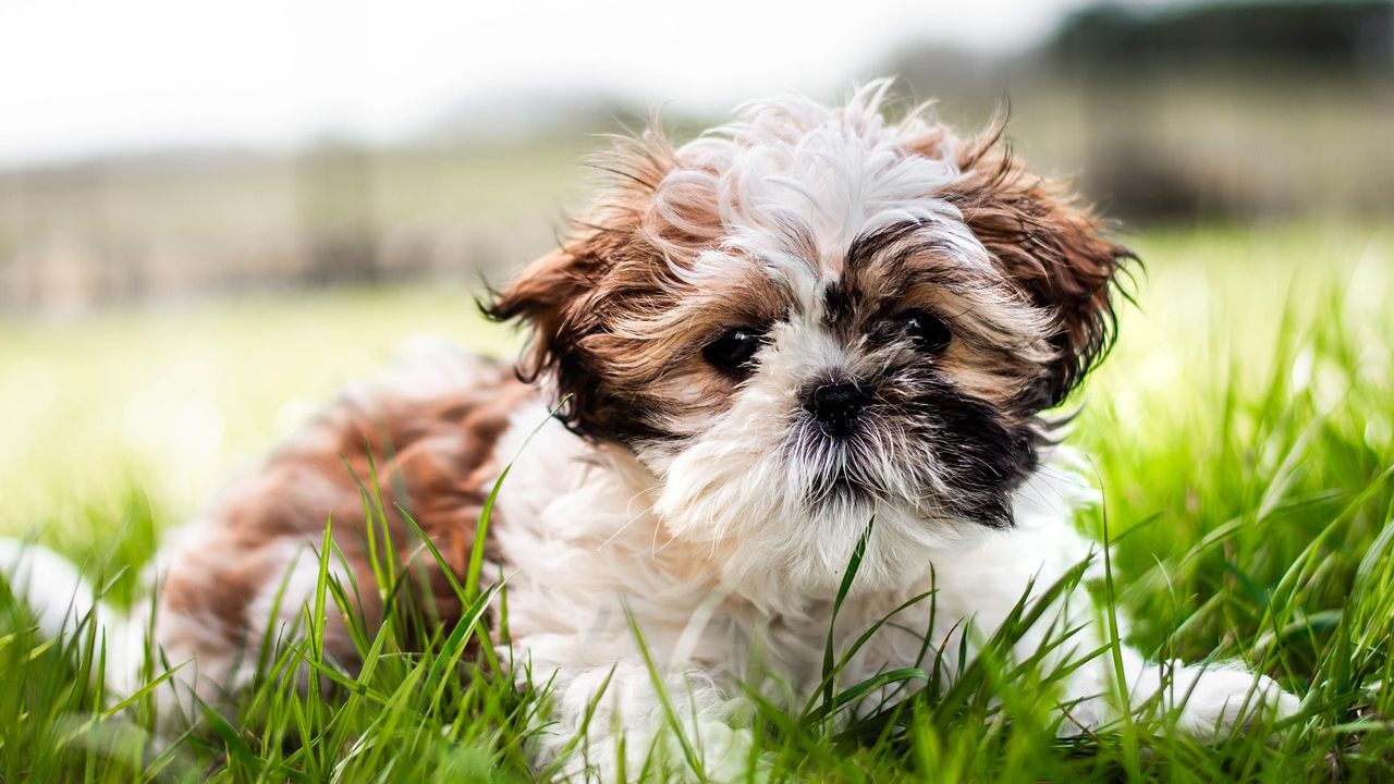 10 Dog Breeds That Are Perfect for Retirees on Fixed Incomes