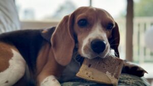 The Dog Breed Your Zodiac Sign Would Instantly Feel Safe Around