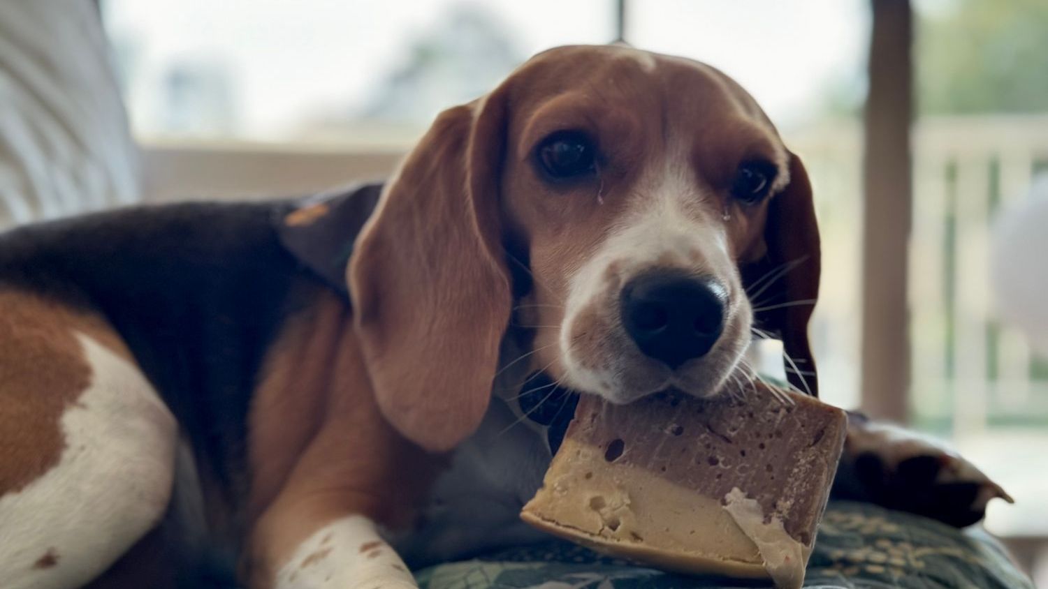 The Dog Breed Your Zodiac Sign Would Instantly Feel Safe Around