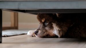 12 Heartbreaking Things Dogs Do in Their Final Days That Science Finally Explains