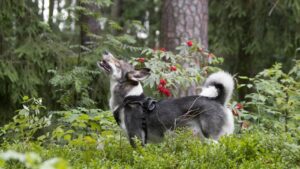 5 Signs A Dog Will Give You Before It Attacks