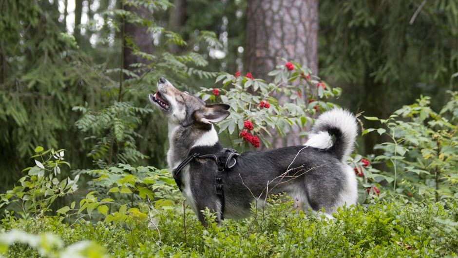 5 Signs A Dog Will Give You Before It Attacks