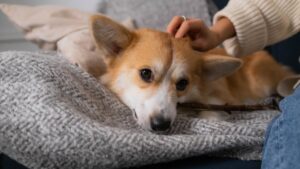 12 Things Your Dog Is Trying to Tell You Before a Natural Disaster Hits Your Home