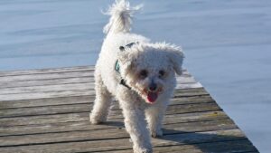 10 Dog Breeds That Are Emotionally Perfect for Retirees Over 60