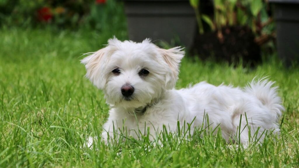 12 Dogs That Seem to Sense When Their Senior Owners Need Comfort Most