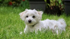 12 Dogs That Seem to Sense When Their Senior Owners Need Comfort Most