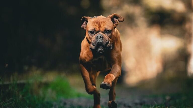 If You're Over 50, These 9 Dog Breeds Are Too High Energy to Handle Safely