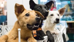If You're Planning to Rehome Your Dog, Read This First - What Happens Next Will Break You